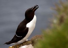 ELEGANT - Tordalke