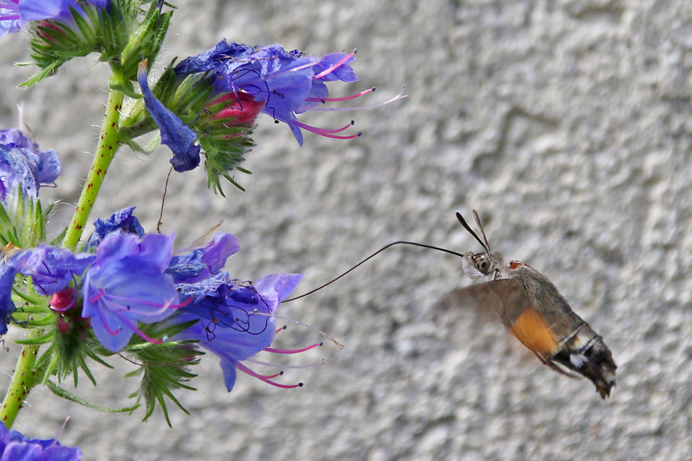 elegant vor der Wand