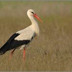 elegant... Weissstorch *Ciconia ciconia*