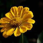 Elegant Zinnia