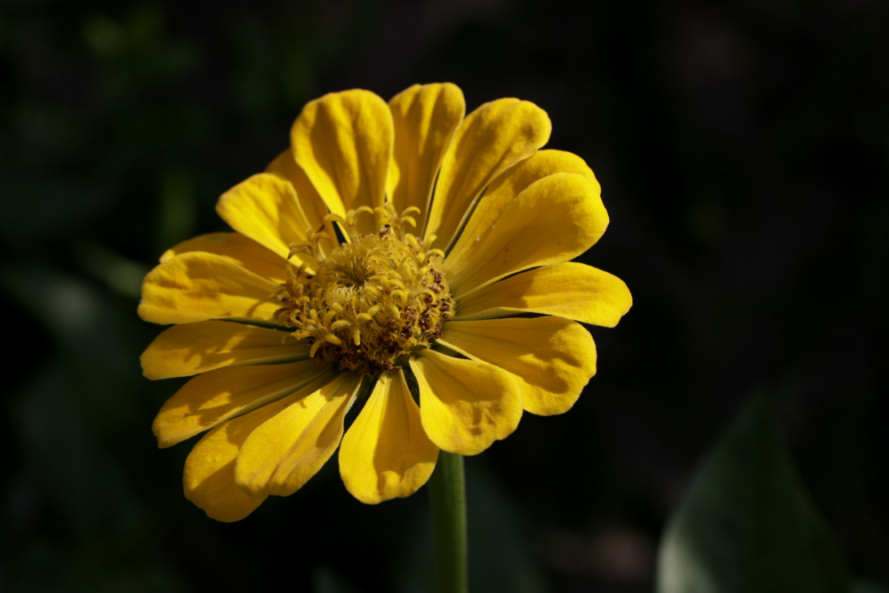 Elegant Zinnia