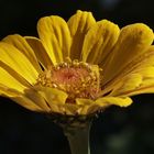 Elegant Zinnia