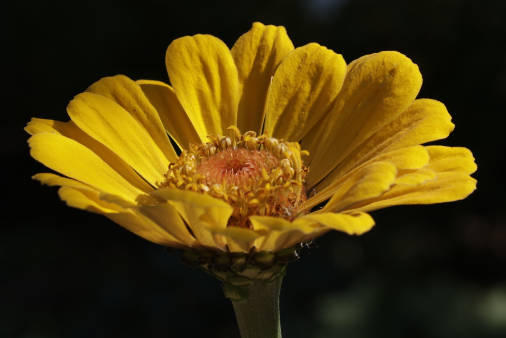 Elegant Zinnia