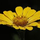 Elegant Zinnia