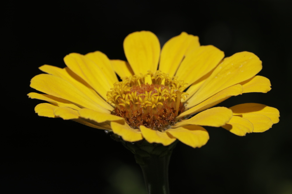 Elegant Zinnia