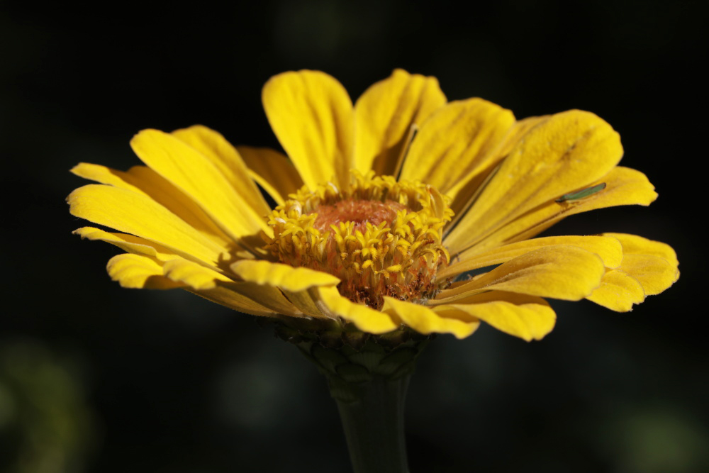 Elegant Zinnia