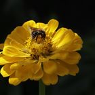 Elegant Zinnia