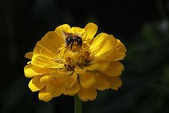 Elegant Zinnia