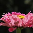 Elegant zinnia