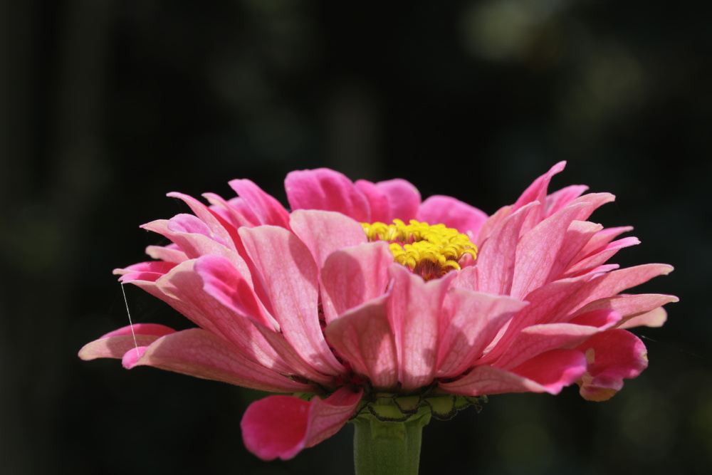 Elegant zinnia