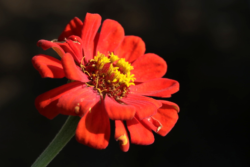 Elegant zinnia