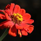 Elegant zinnia