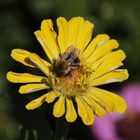 Elegant Zinnia