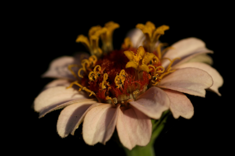 Elegant Zinnia