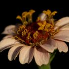 Elegant Zinnia