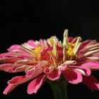 Elegant Zinnia