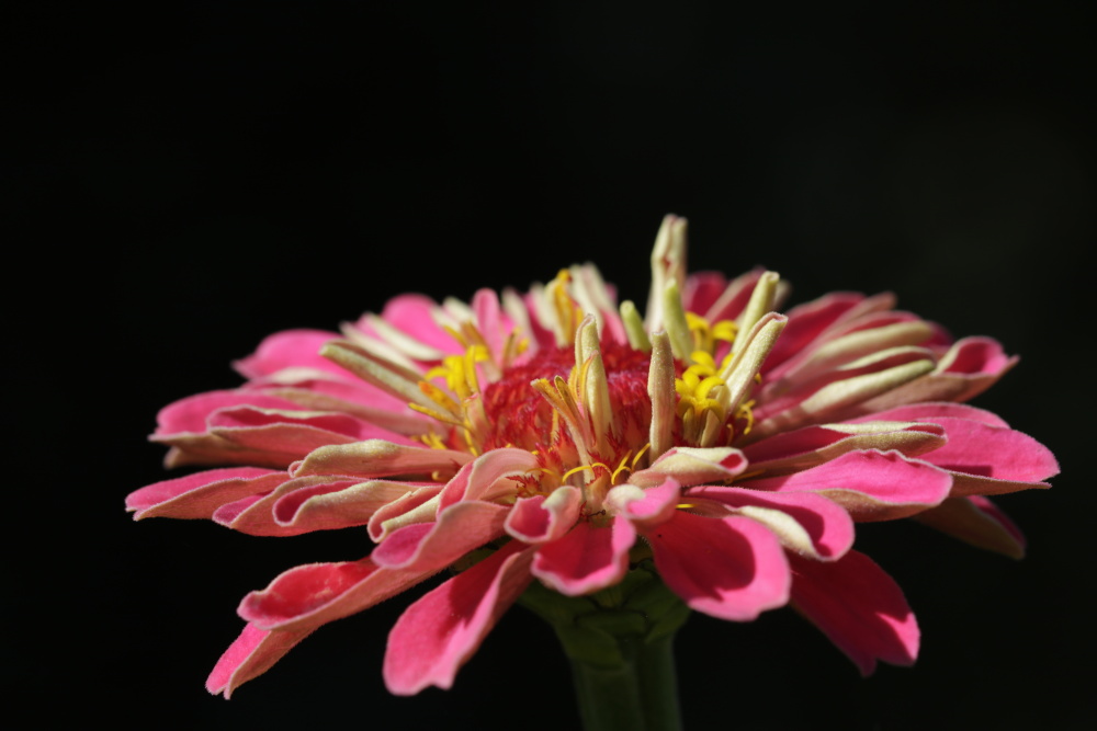 Elegant Zinnia