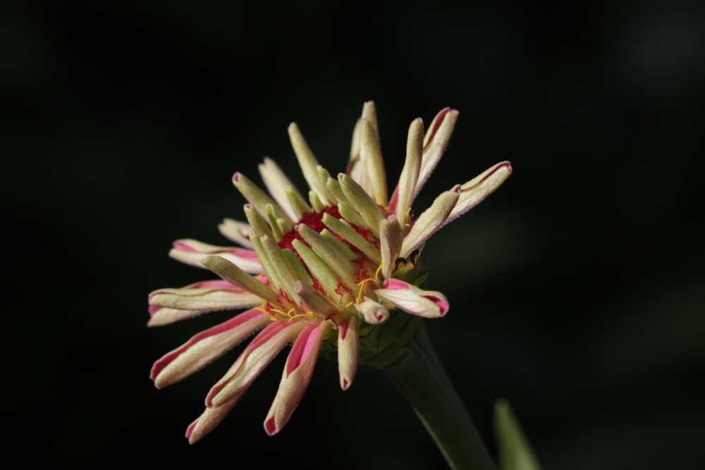 Elegant zinnia