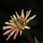 Elegant zinnia