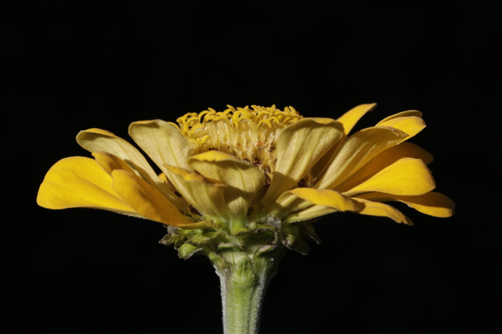 Elegant zinnia