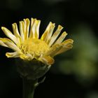 Elegant Zinnia