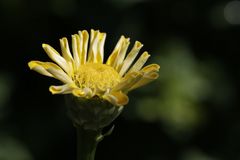 Elegant Zinnia