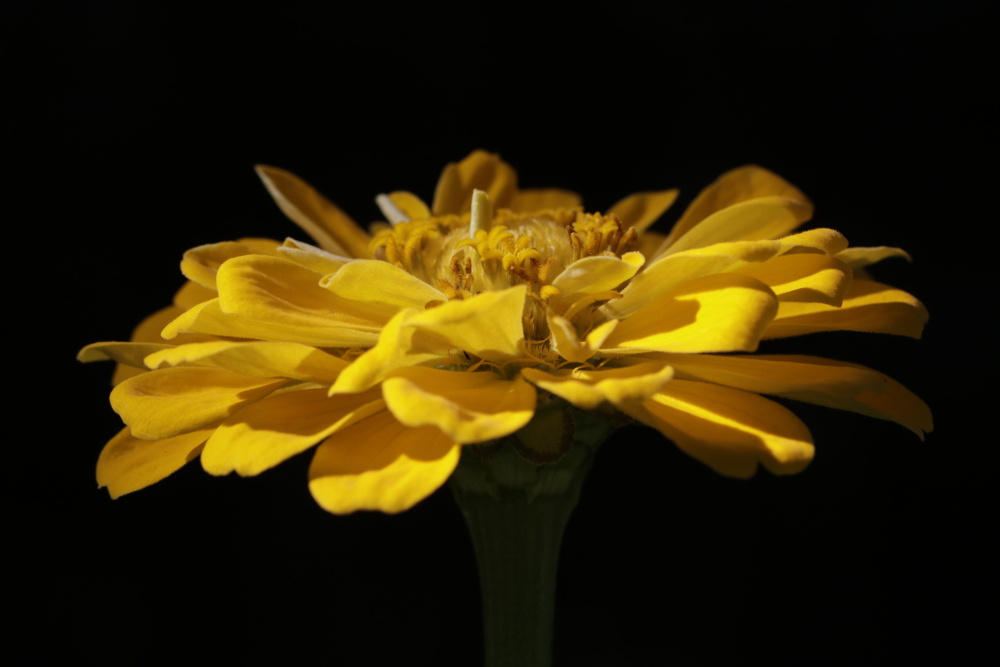 Elegant zinnia