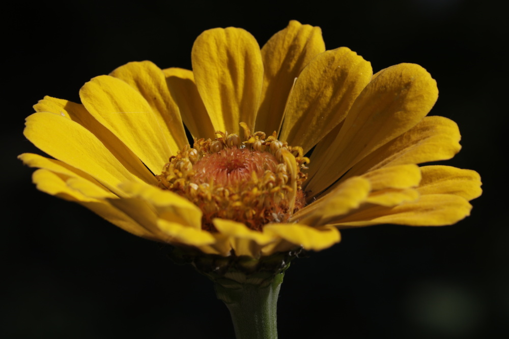 Elegant Zinnia