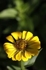 Elegant zinnia