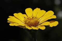 Elegant zinnia