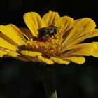 Elegant zinnia with an insect