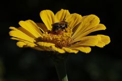 Elegant zinnia with an insect