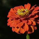 Elegant zinnia (Zinnia elegans)