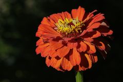 Elegant zinnia (Zinnia elegans)