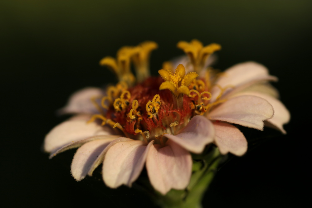 Elegant zinnia (Zinnia elegans)