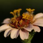 Elegant zinnia (Zinnia elegans)