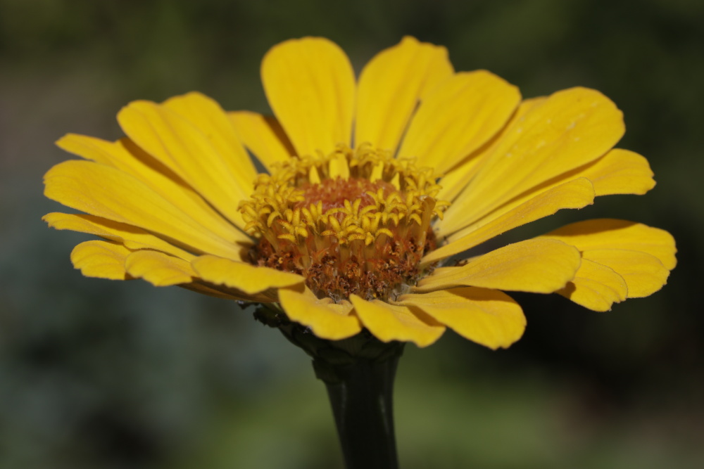 Elegant zinnia (Zinnia elegans)