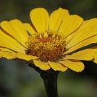 Elegant zinnia (Zinnia elegans)