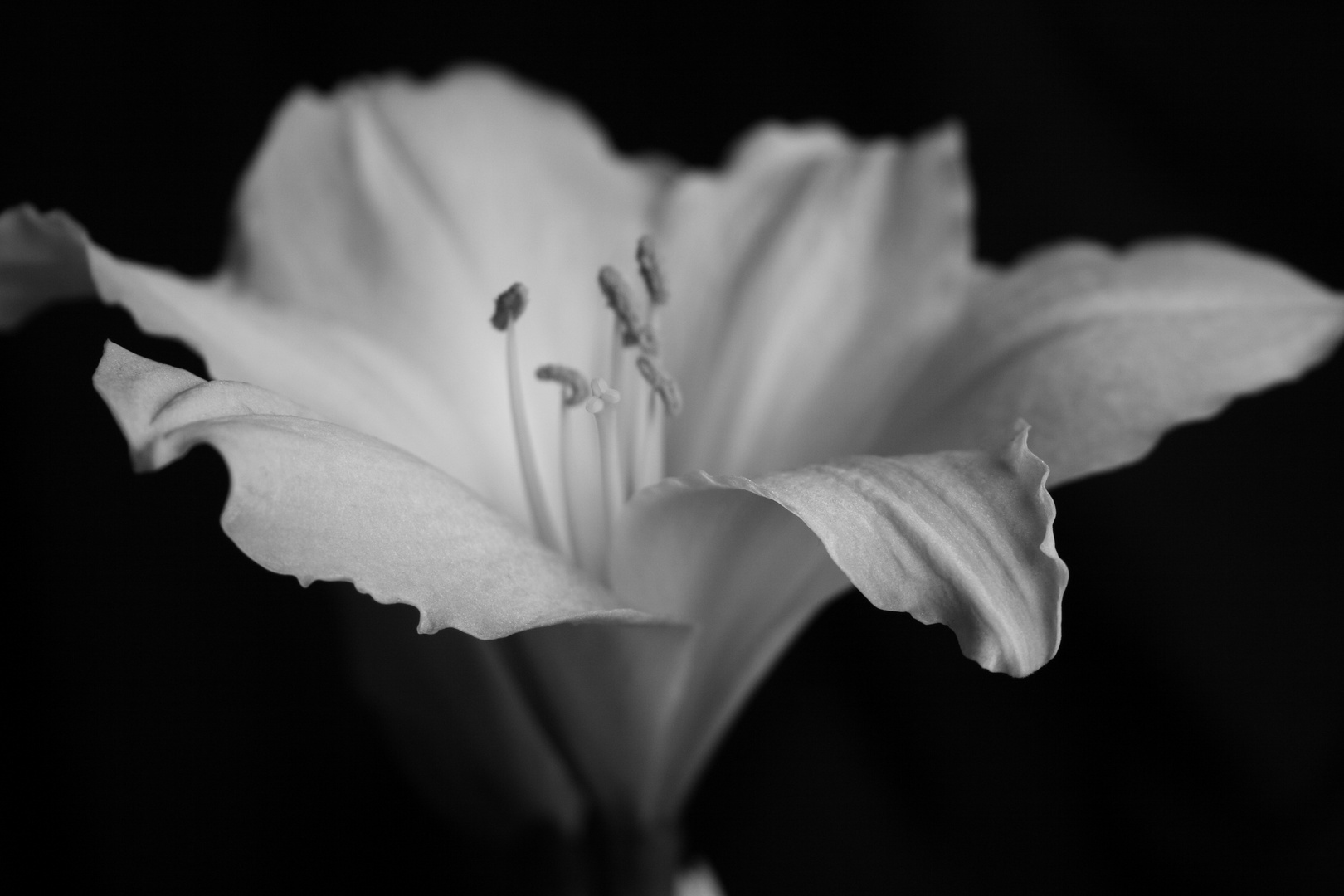 Elegante Amaryllis....