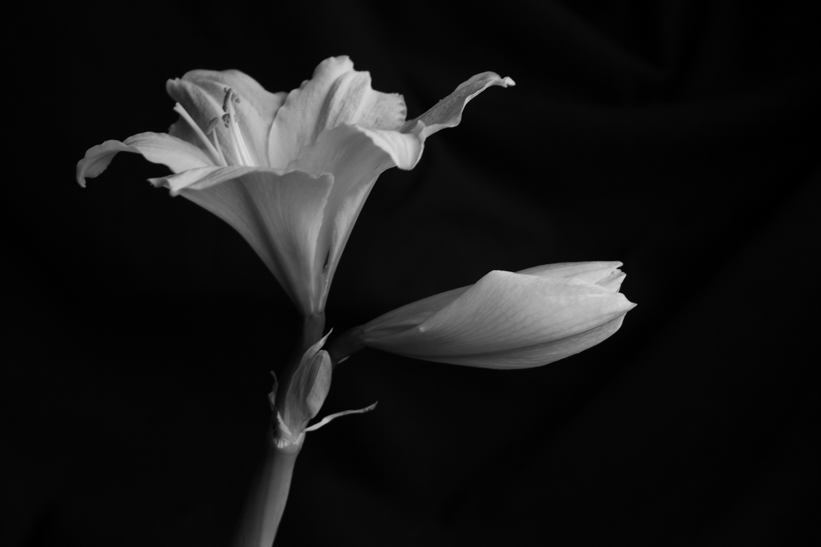 Elegante Amaryllis ...