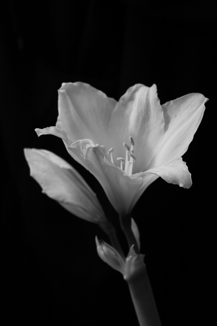 Elegante Amaryllis....