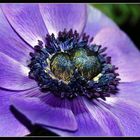 Elegante Anemone