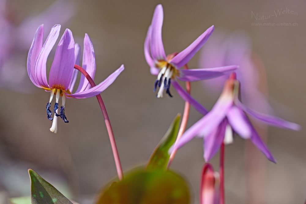 Elegante Blüte