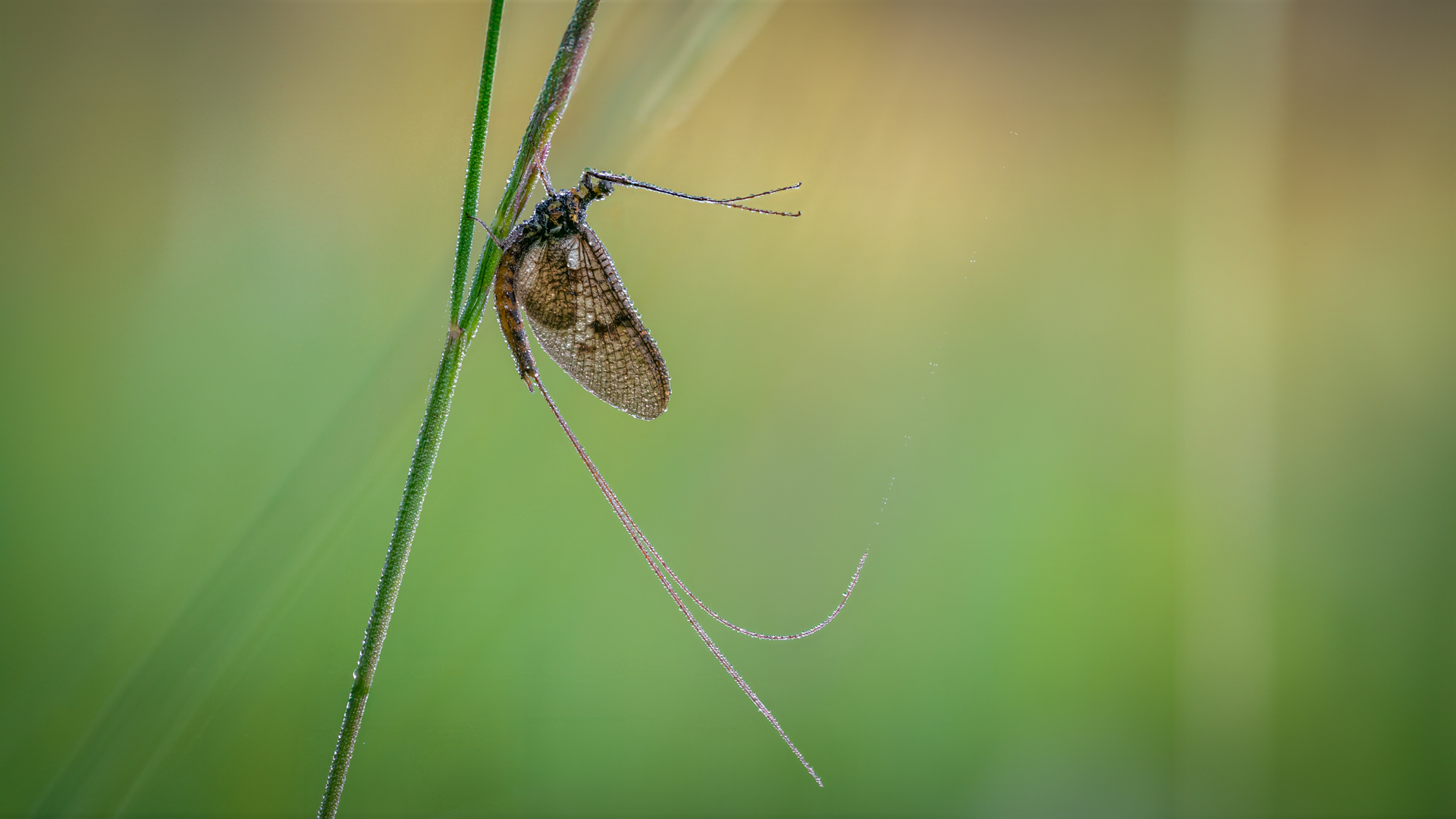 Elegante Eintagsfliege