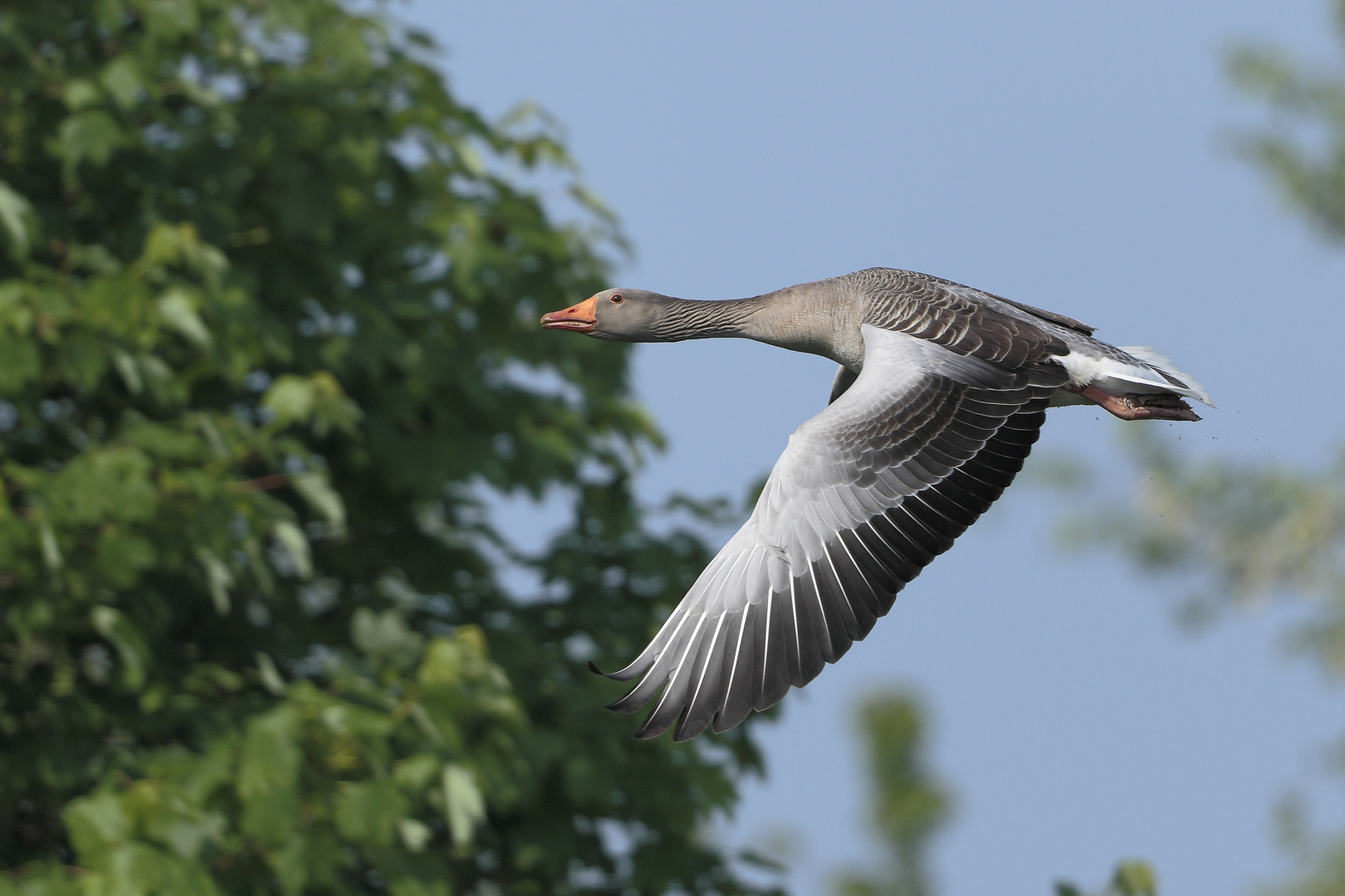 Elegante Fliegerin