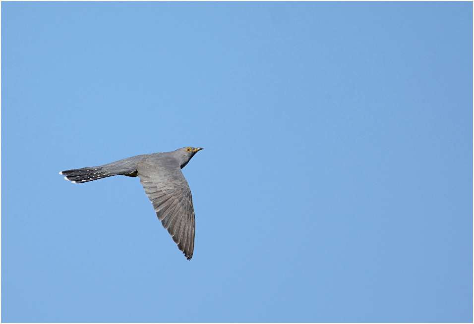 Elegante Flughaltung