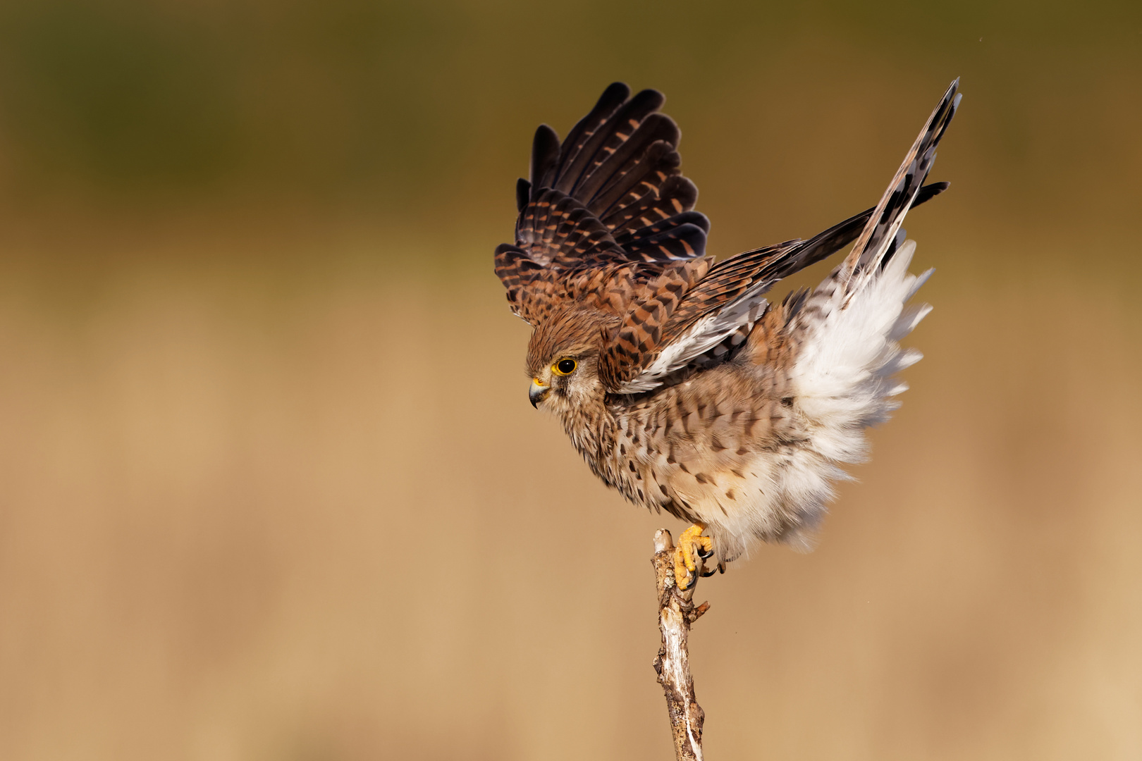 Elegante Haltung nur für den Fotografen 6900