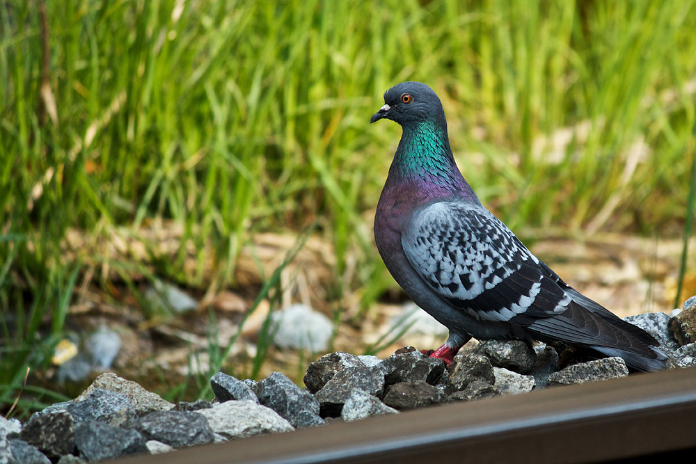 Elegante Ratten der Lüfte