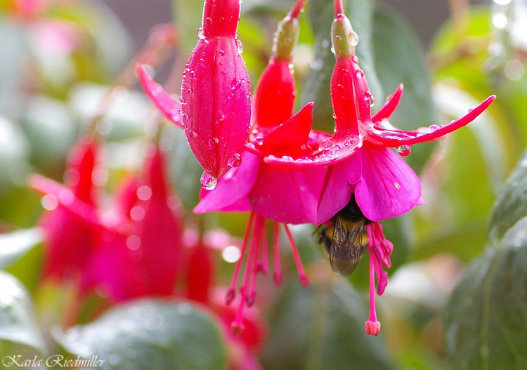 ....  elegante Regenschirme ....