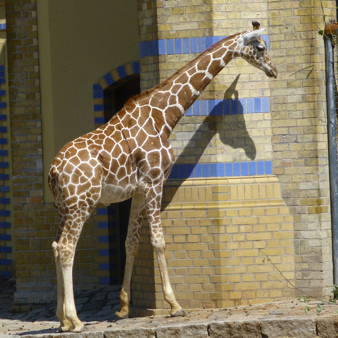 elegante Schönheit